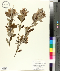 Cliftonia monophylla image