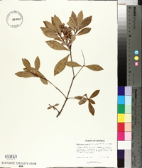 Cliftonia monophylla image