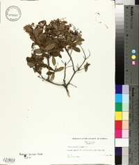 Cliftonia monophylla image