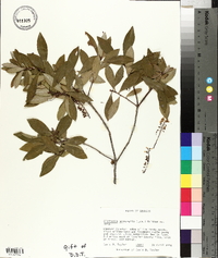 Cliftonia monophylla image