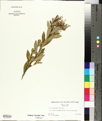 Cliftonia monophylla image