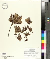 Cliftonia monophylla image