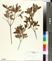 Kalmia buxifolia image