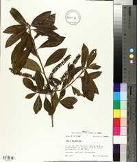 Cyrilla racemiflora image