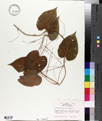 Dioscorea villosa var. villosa image