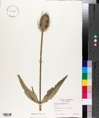 Dipsacus fullonum image