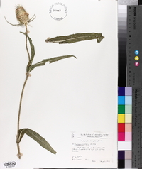 Dipsacus fullonum image