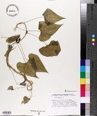 Dioscorea communis image