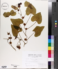 Dioscorea communis image