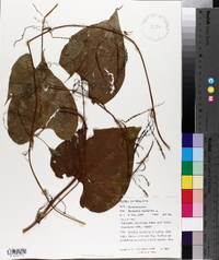 Dioscorea bulbifera image