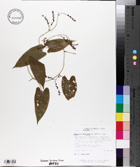 Dioscorea floribunda image