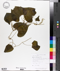 Dioscorea densiflora image