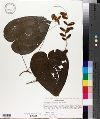 Dioscorea convolvulacea image