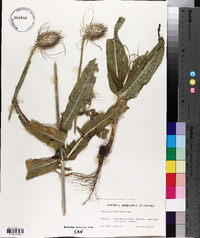 Dipsacus fullonum image