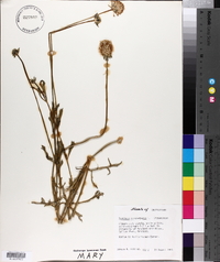 Scabiosa atropurpurea image