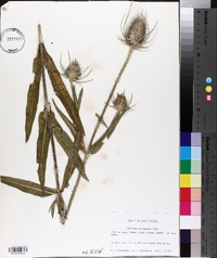 Dipsacus fullonum image