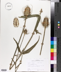 Dipsacus fullonum image