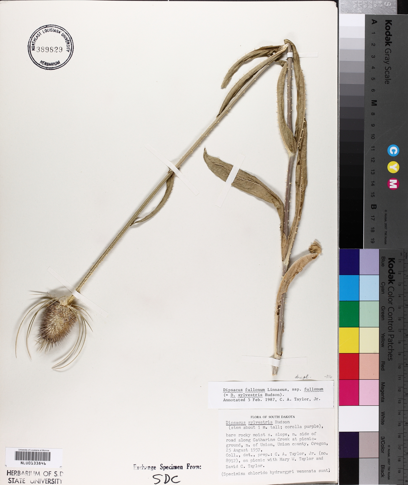 Dipsacus fullonum subsp. fullonum image