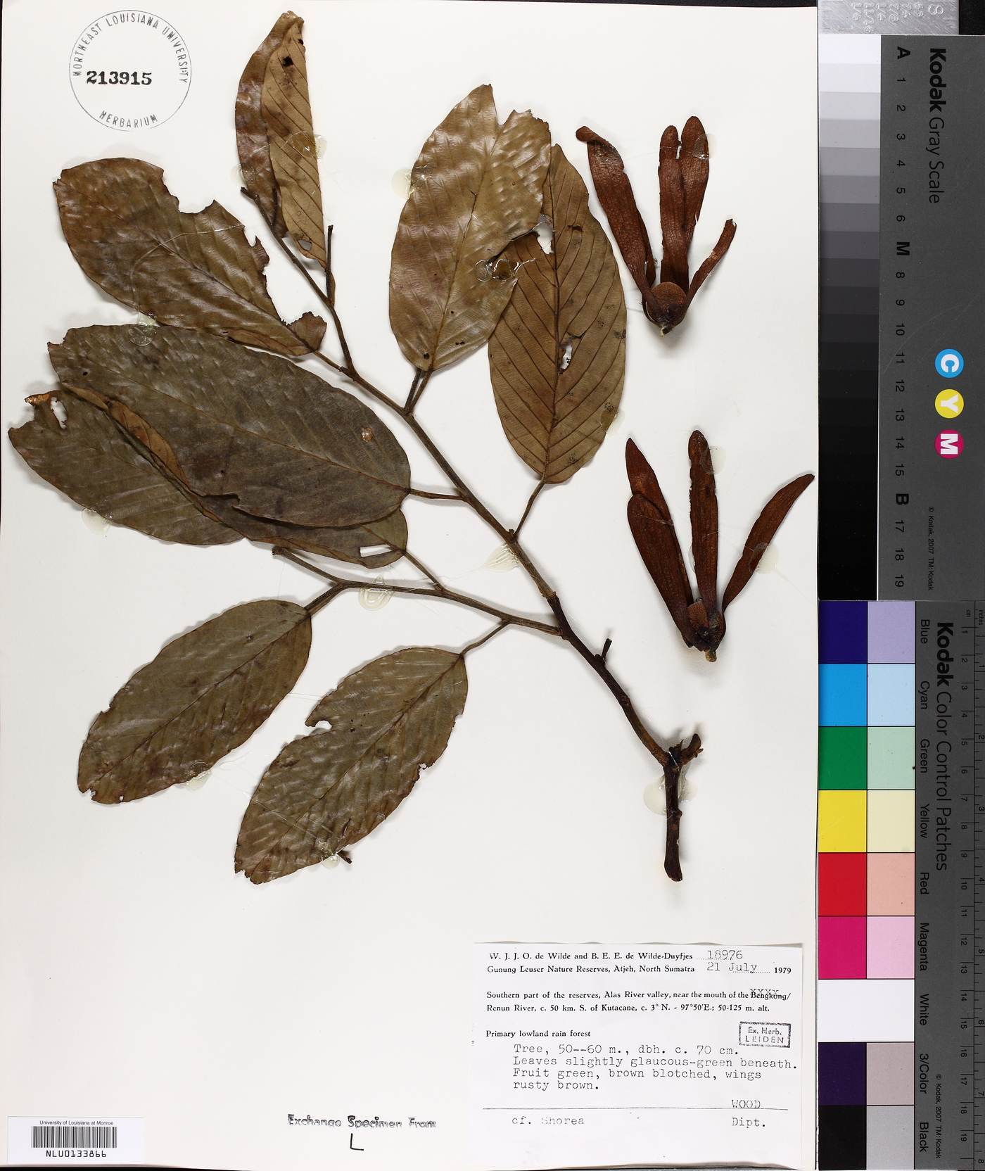 Dipterocarpaceae image