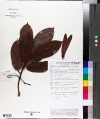 Image of Dipterocarpus crinitus