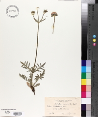 Knautia arvensis image