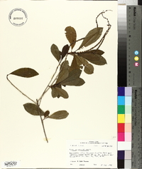 Cyrilla racemiflora image