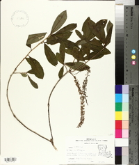 Cyrilla racemiflora image