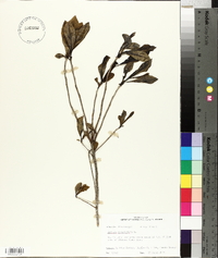 Cyrilla racemiflora image