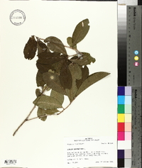 Cyrilla racemiflora image