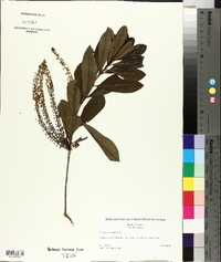 Cyrilla racemiflora image