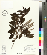 Cyrilla racemiflora image