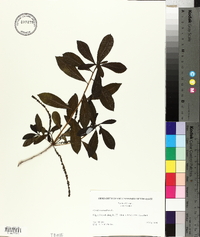 Cyrilla racemiflora image