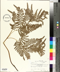 Pteridium aquilinum subsp. pseudocaudatum image