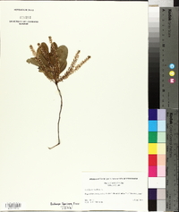 Cyrilla racemiflora image