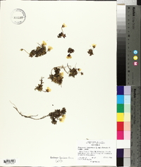 Diapensia lapponica subsp. obovata image