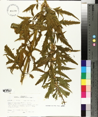 Datisca glomerata image