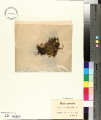 Diapensia lapponica image