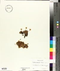 Diapensia lapponica image