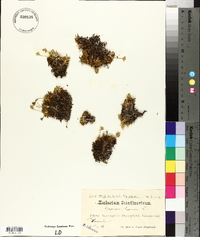 Diapensia lapponica image