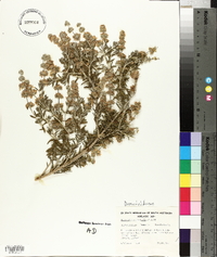 Image of Dicrastylis verticillata