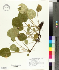 Shortia galacifolia image