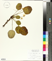 Shortia galacifolia image