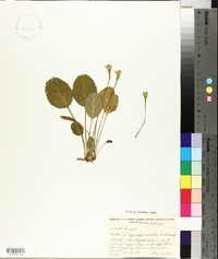 Shortia galacifolia image