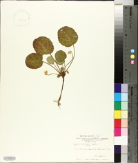 Shortia galacifolia image