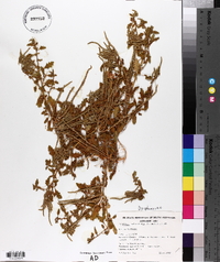 Dysphania rhadinostachya image