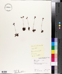 Drosera brevifolia image
