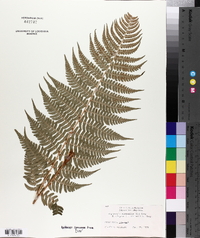 Dryopteris marginalis f. elegans image