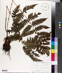 Dryopteris celsa image