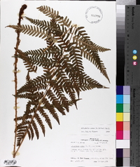 Dryopteris celsa image
