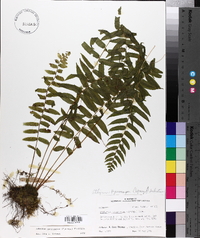 Athyrium pycnocarpon image